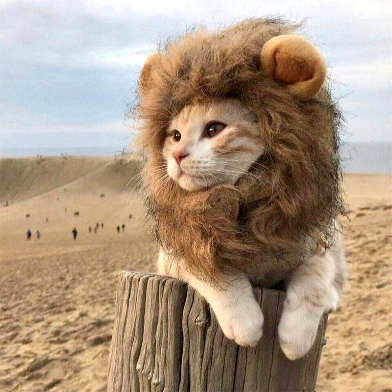 costume pour chat